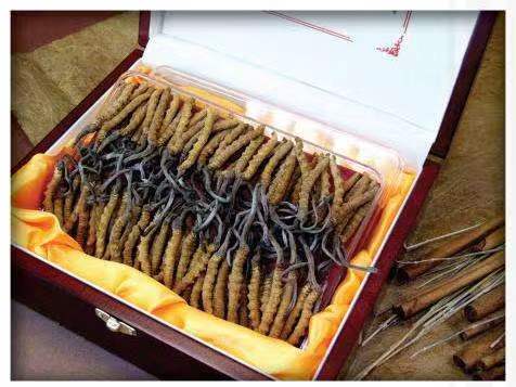 临川冬虫夏草回收